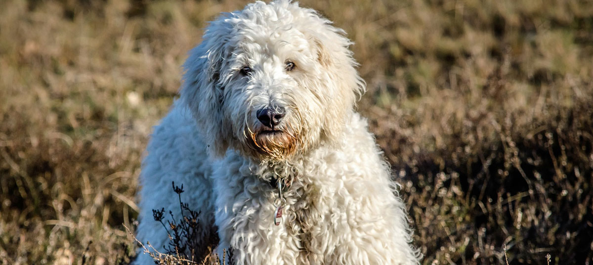 Dog Walker Nantwich