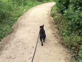 Flo on a lovely walk walk around Nantwich lake