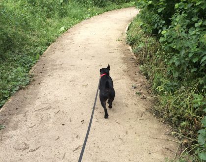 Flo on a lovely walk walk around Nantwich lake