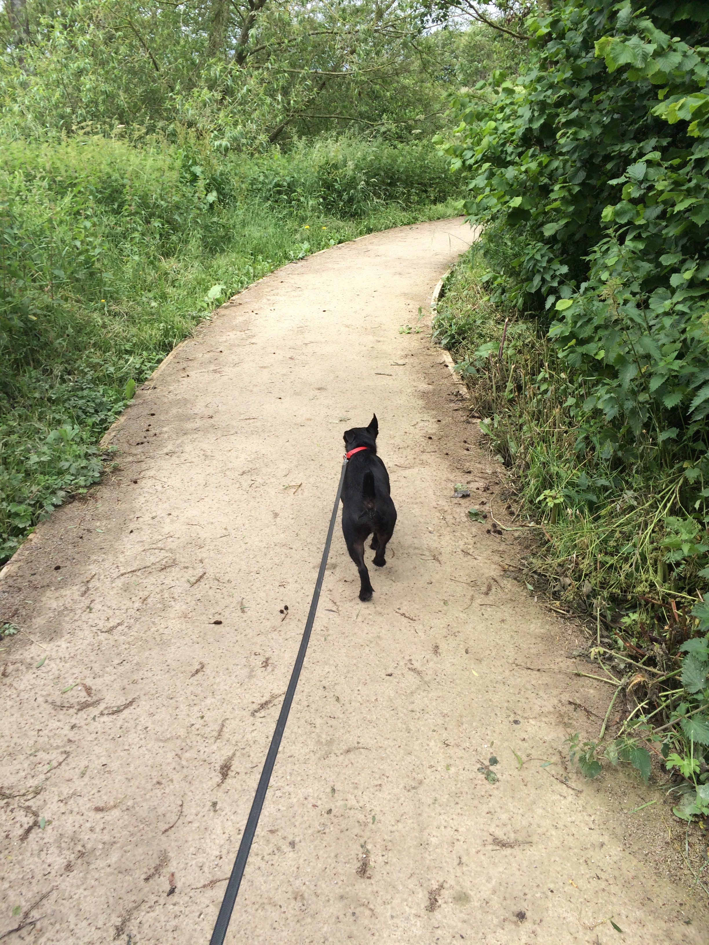 Flo on a lovely walk walk around Nantwich lake